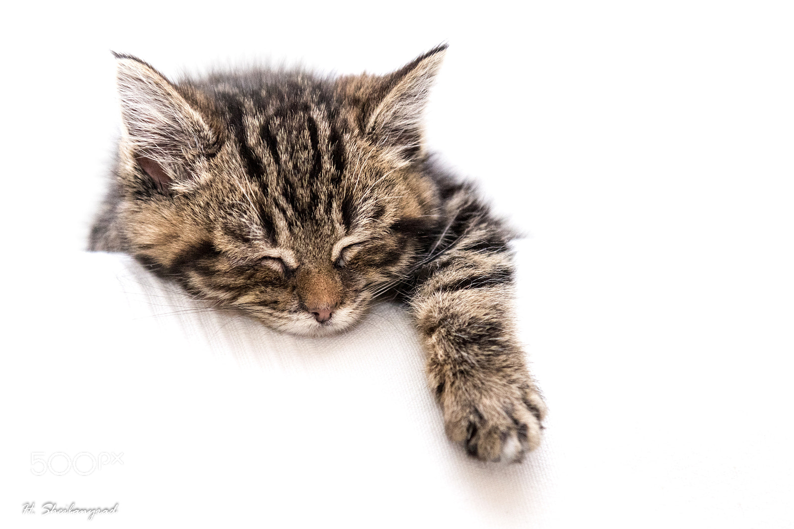 Canon EOS 600D (Rebel EOS T3i / EOS Kiss X5) sample photo. Kitten dreams photography