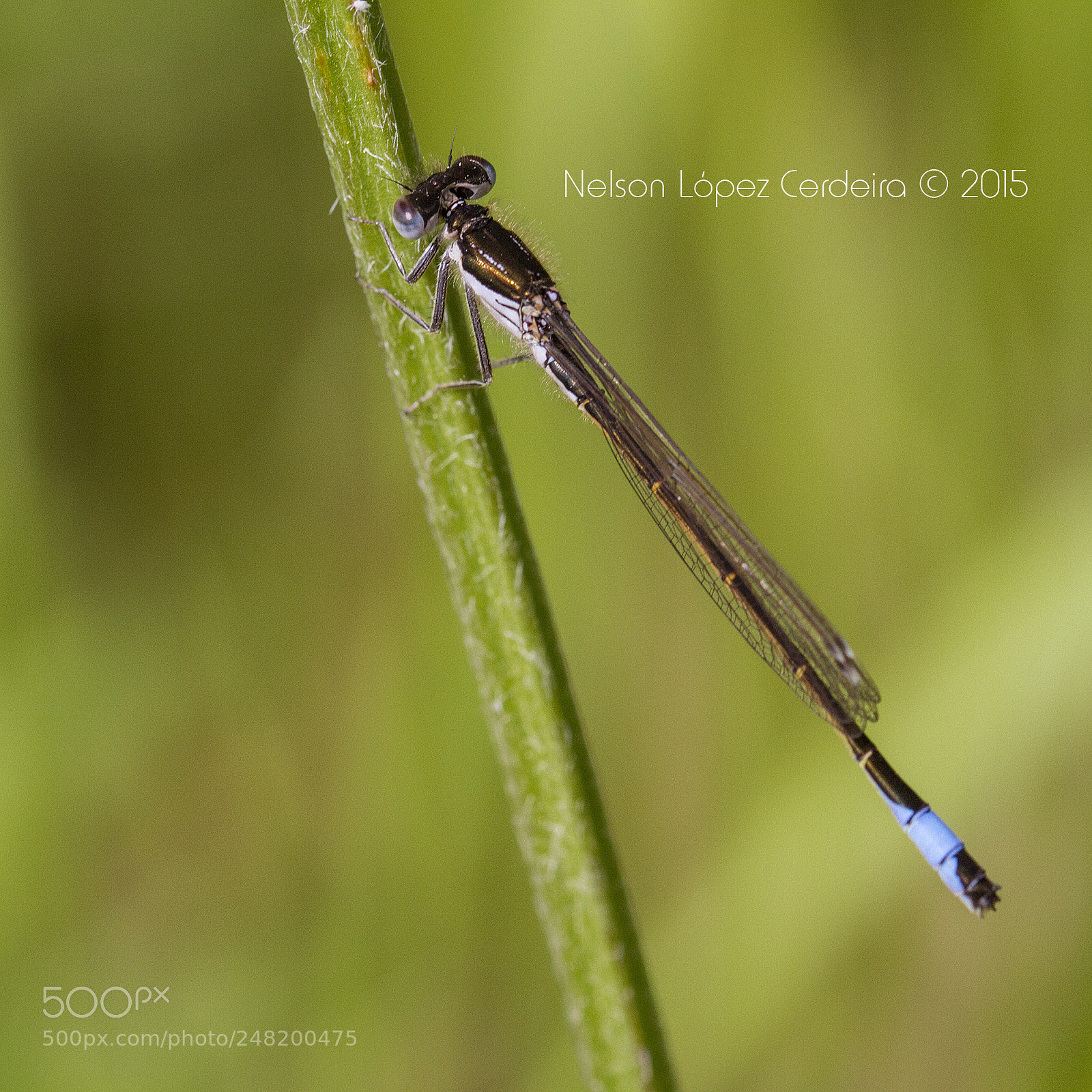 Canon EOS 7D sample photo. Macro 149 photography