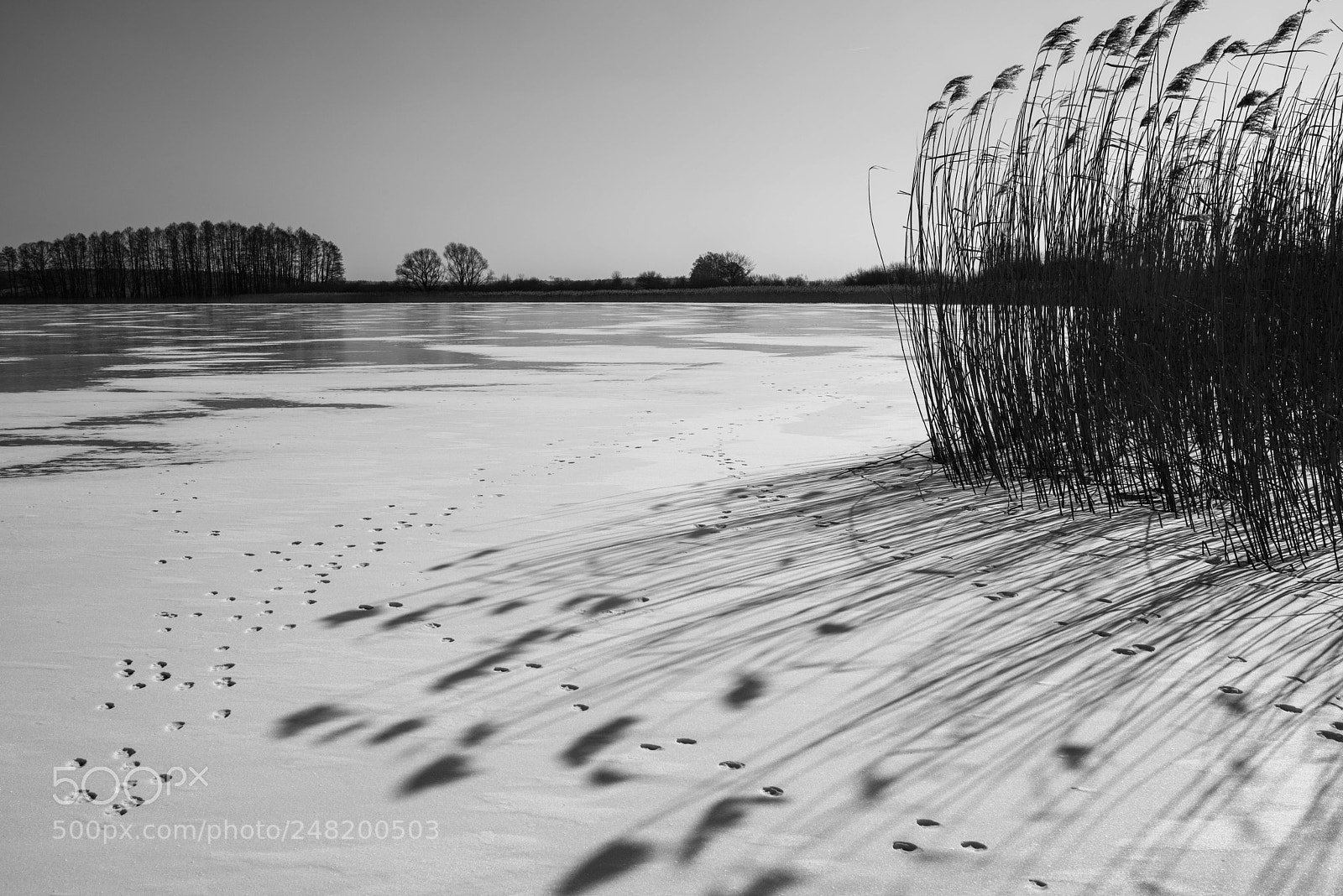 Nikon D810 sample photo. Winter photography