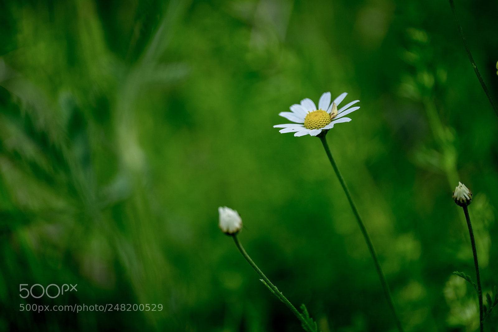 Fujifilm X-T1 sample photo. Dsf photography
