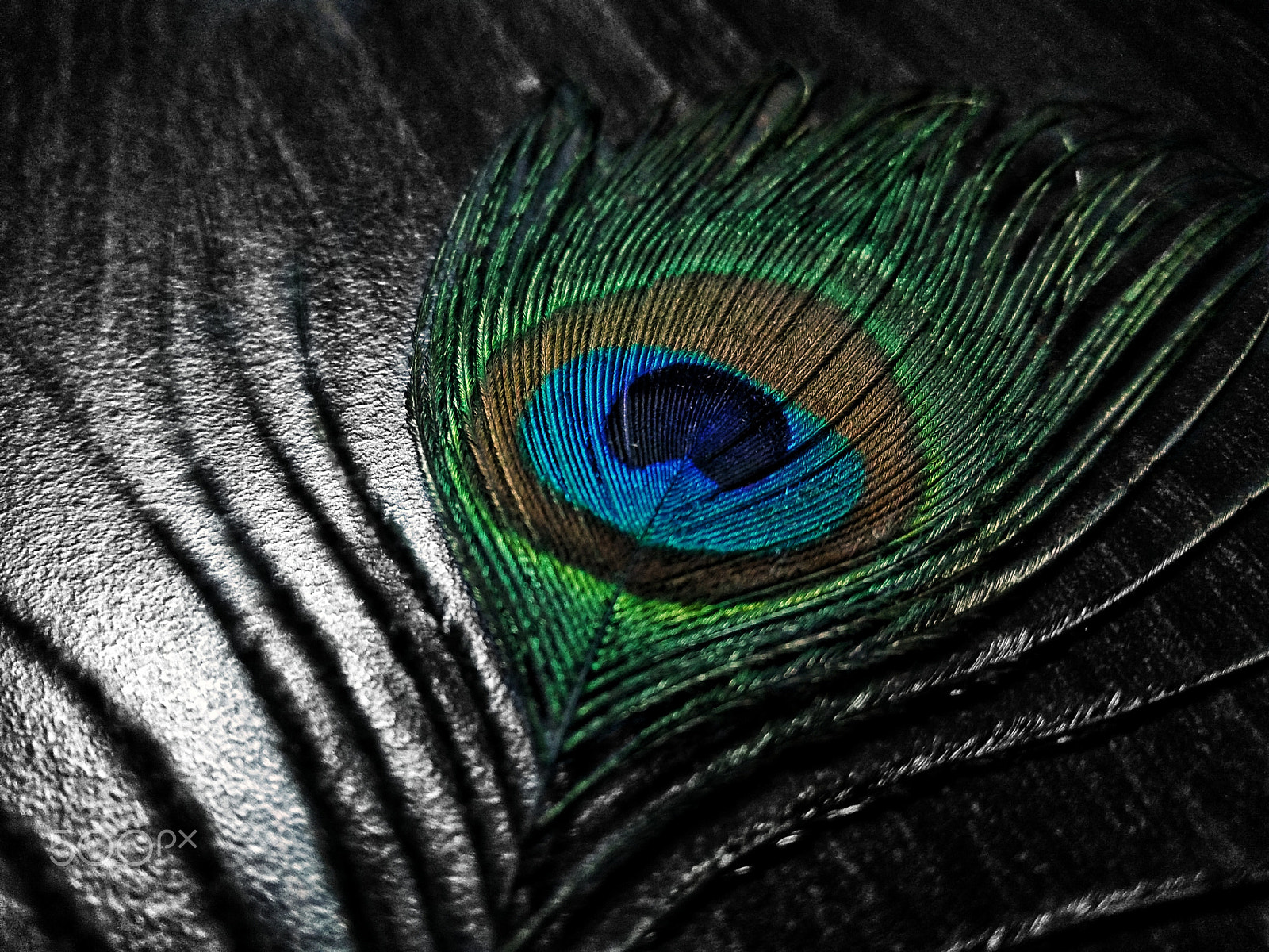 Lenovo K6 NOTE sample photo. Peacock's feather photography