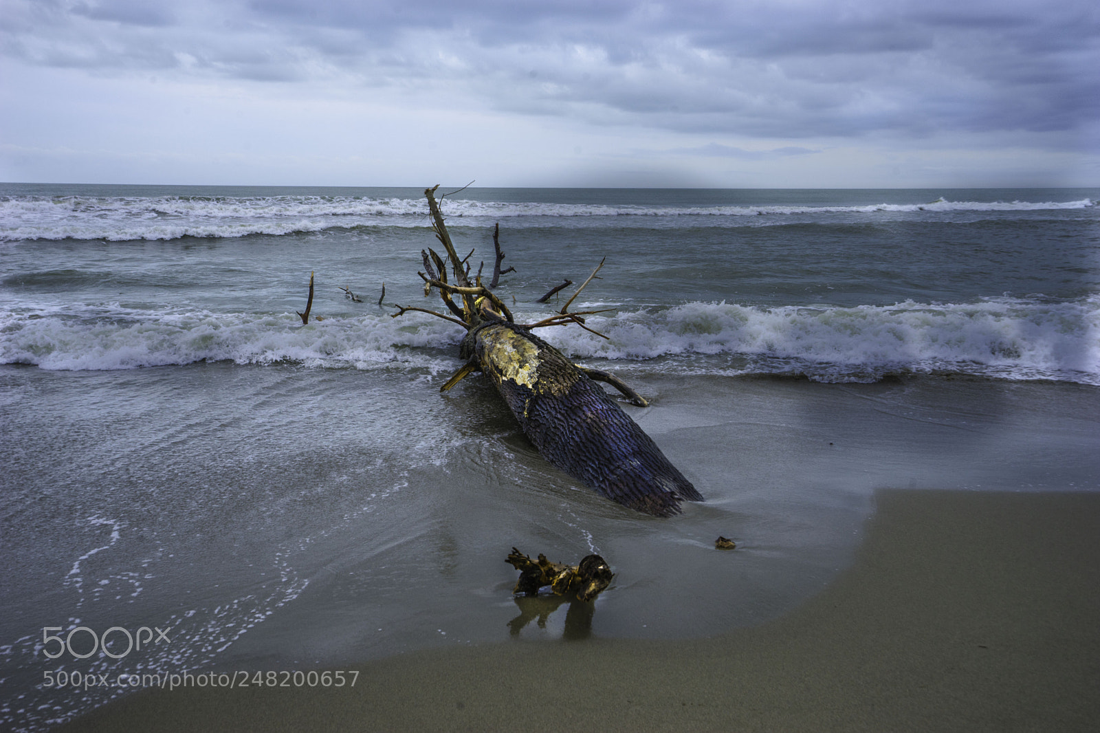 Sony a7 II sample photo. Vecchiano photography