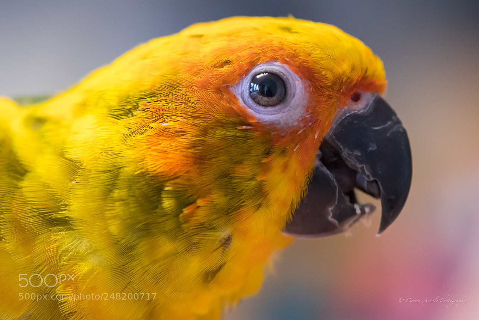 Nikon D500 sample photo. Strong beak photography