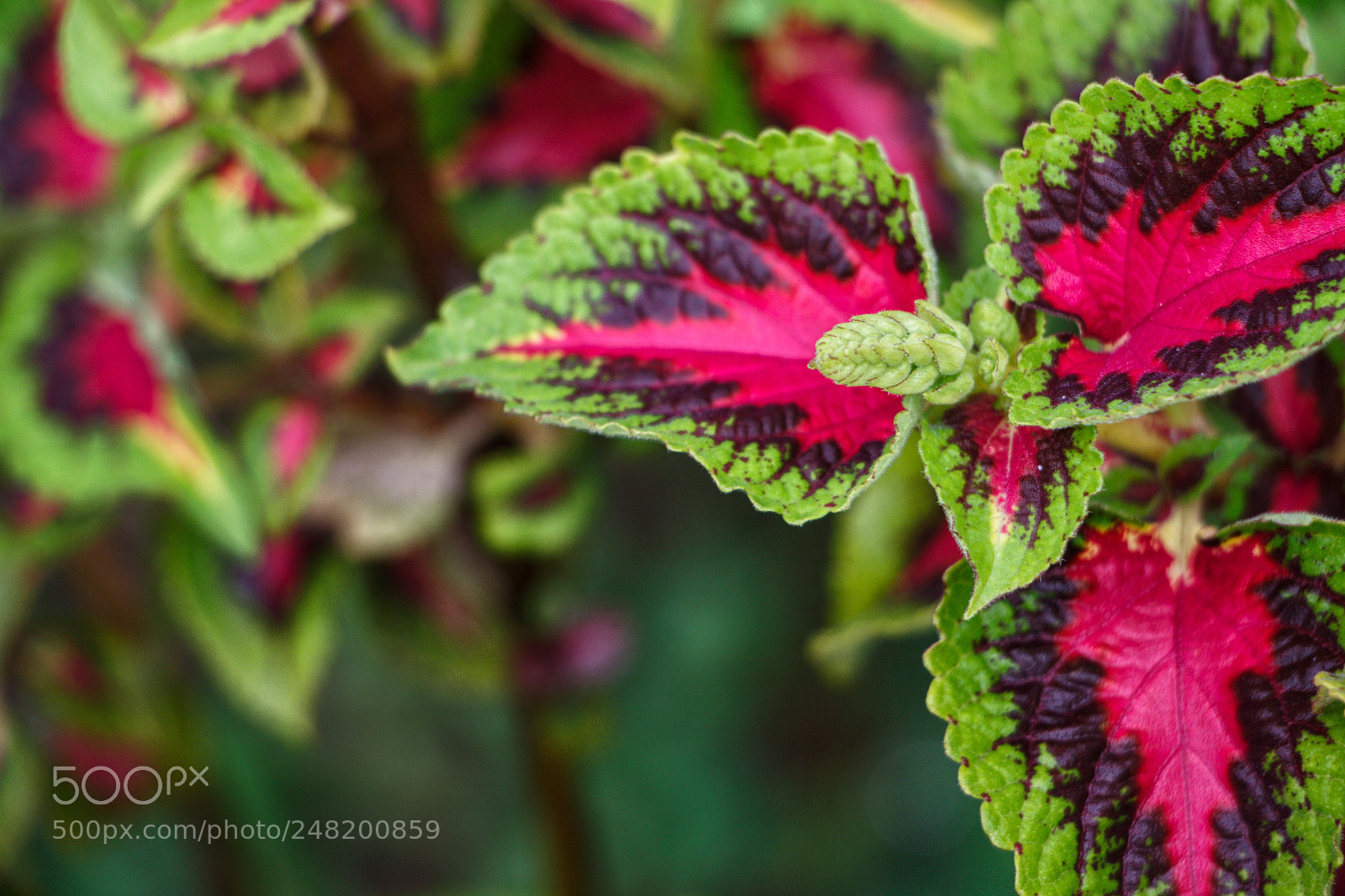Canon EOS 700D (EOS Rebel T5i / EOS Kiss X7i) sample photo. Colors of nature photography
