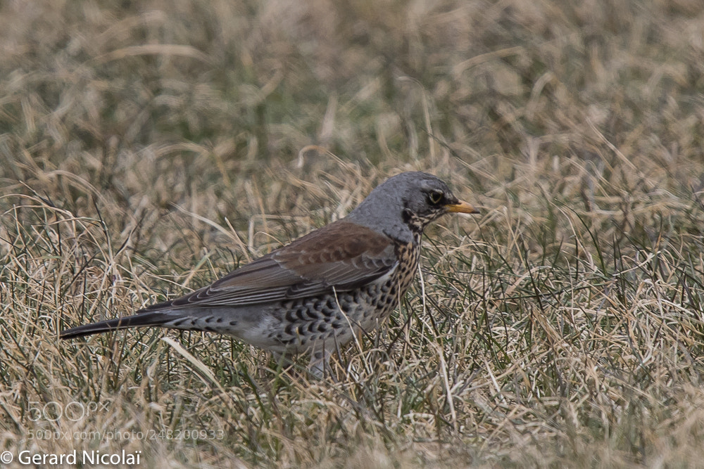 Canon EOS 7D Mark II sample photo. Fieldfare photography