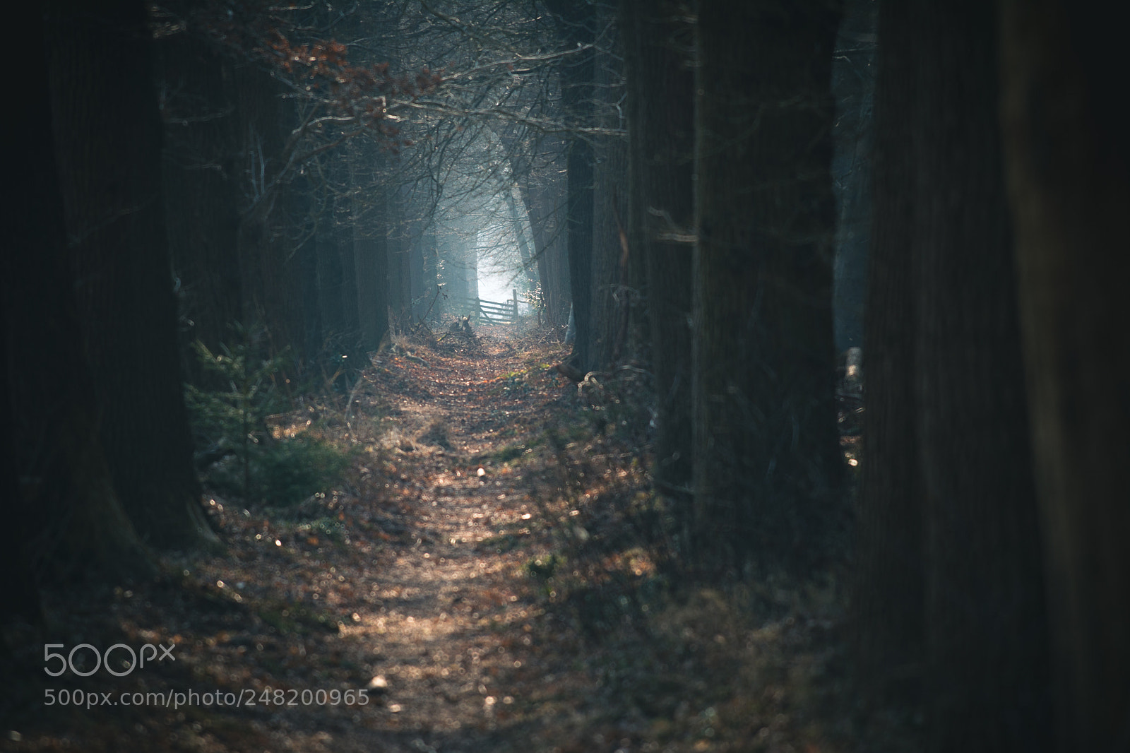 Nikon D5200 sample photo. Path to the light photography