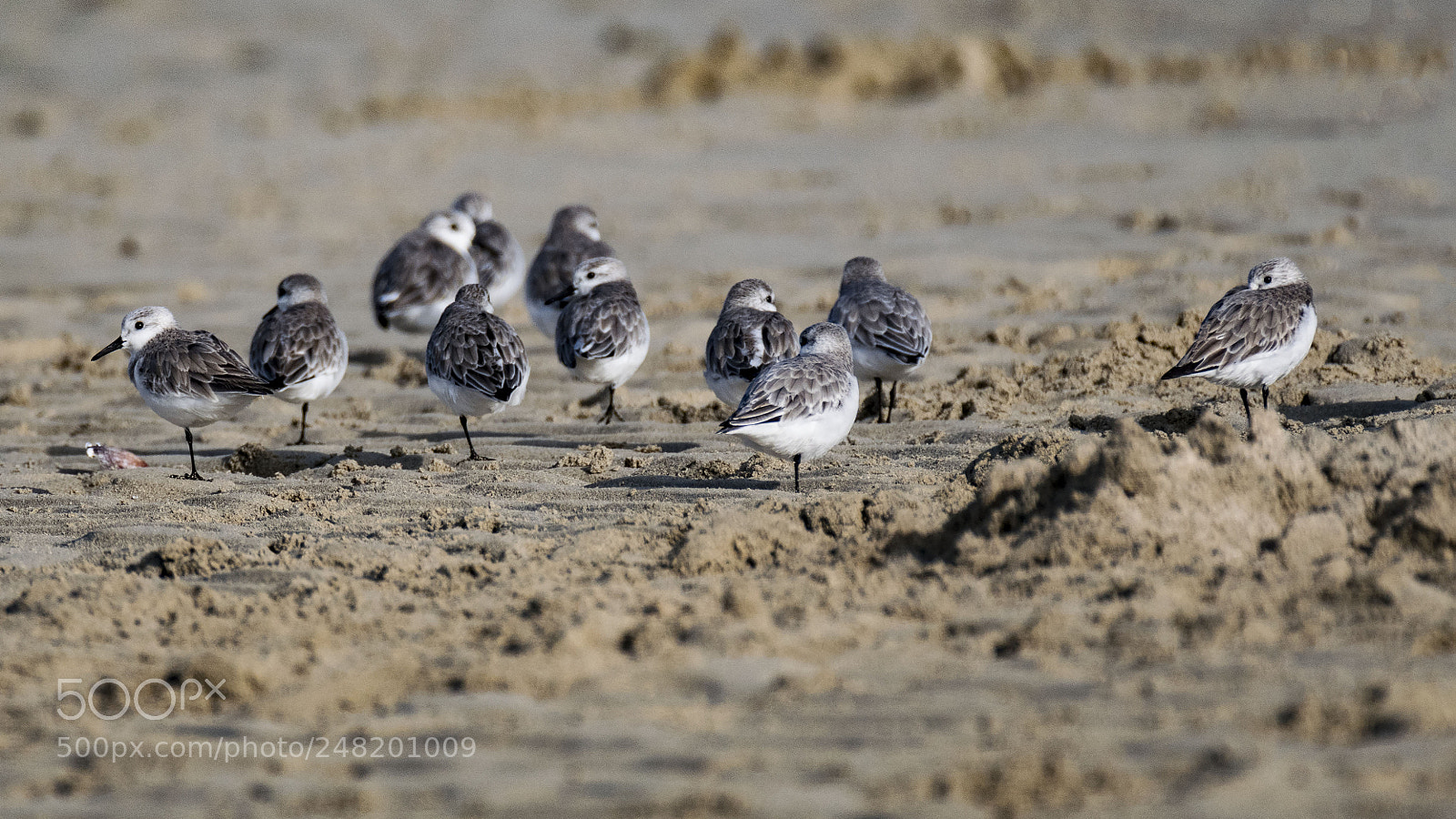 Nikon D500 sample photo. A flock of cuties photography