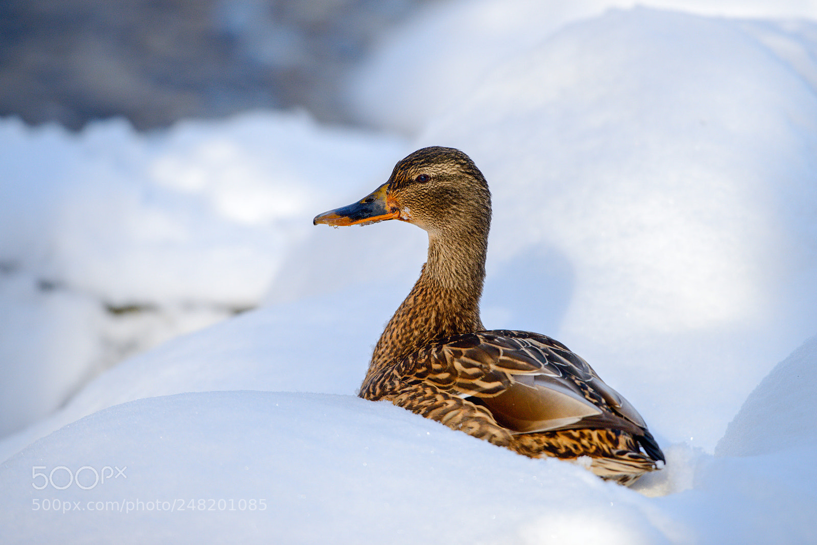 Nikon D800E sample photo. Resting in the snow photography
