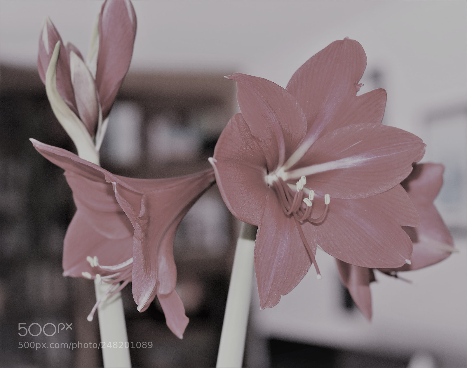 Canon EOS 80D sample photo. Amaryllis (booming) photography