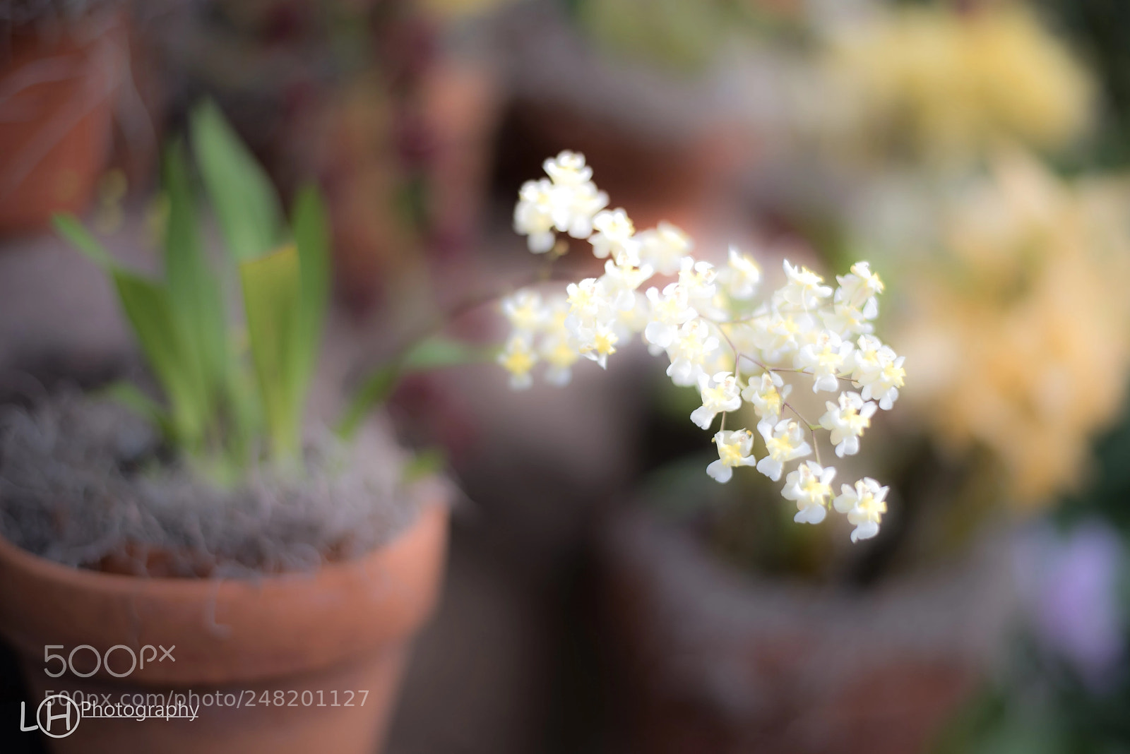 Nikon D810 sample photo. Untitled photography