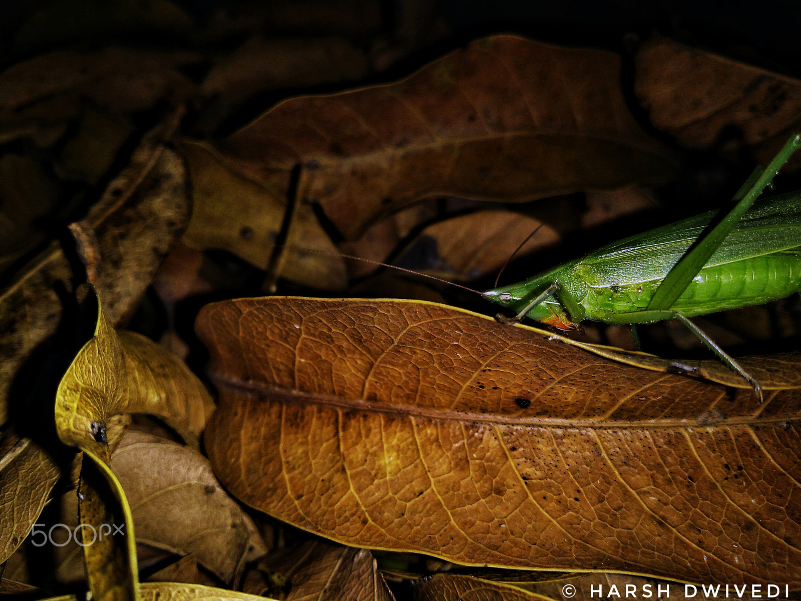 Lenovo K6 NOTE sample photo. Grasshopper photography
