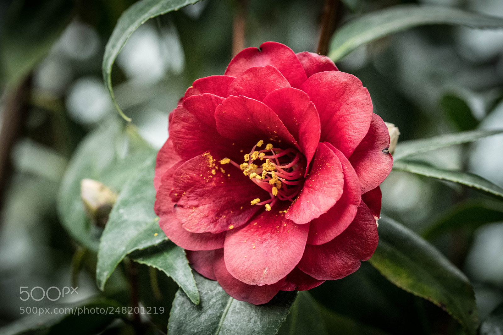 Nikon D500 sample photo. Rouge et or photography