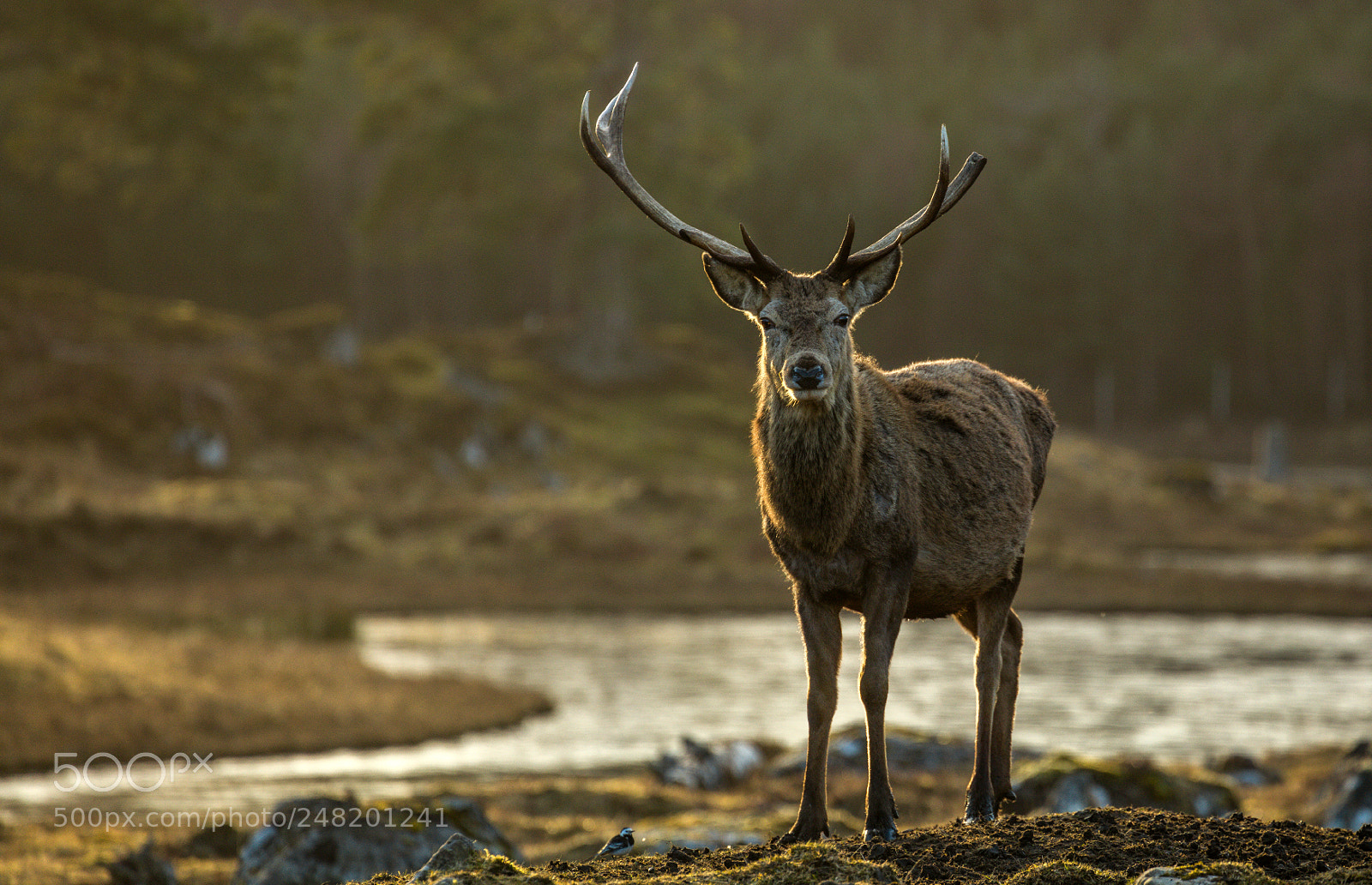 Canon EOS 5DS R sample photo. In the evening light photography