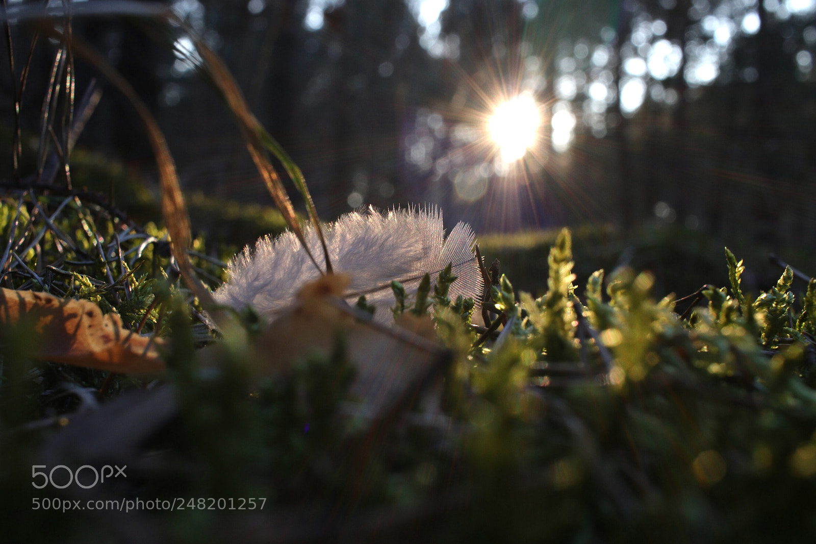 Canon EOS 77D (EOS 9000D / EOS 770D) sample photo. Untitled photography