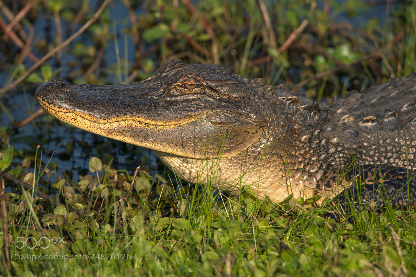 Sony a7R II sample photo. Alligator-cameron prairie national wildlife photography