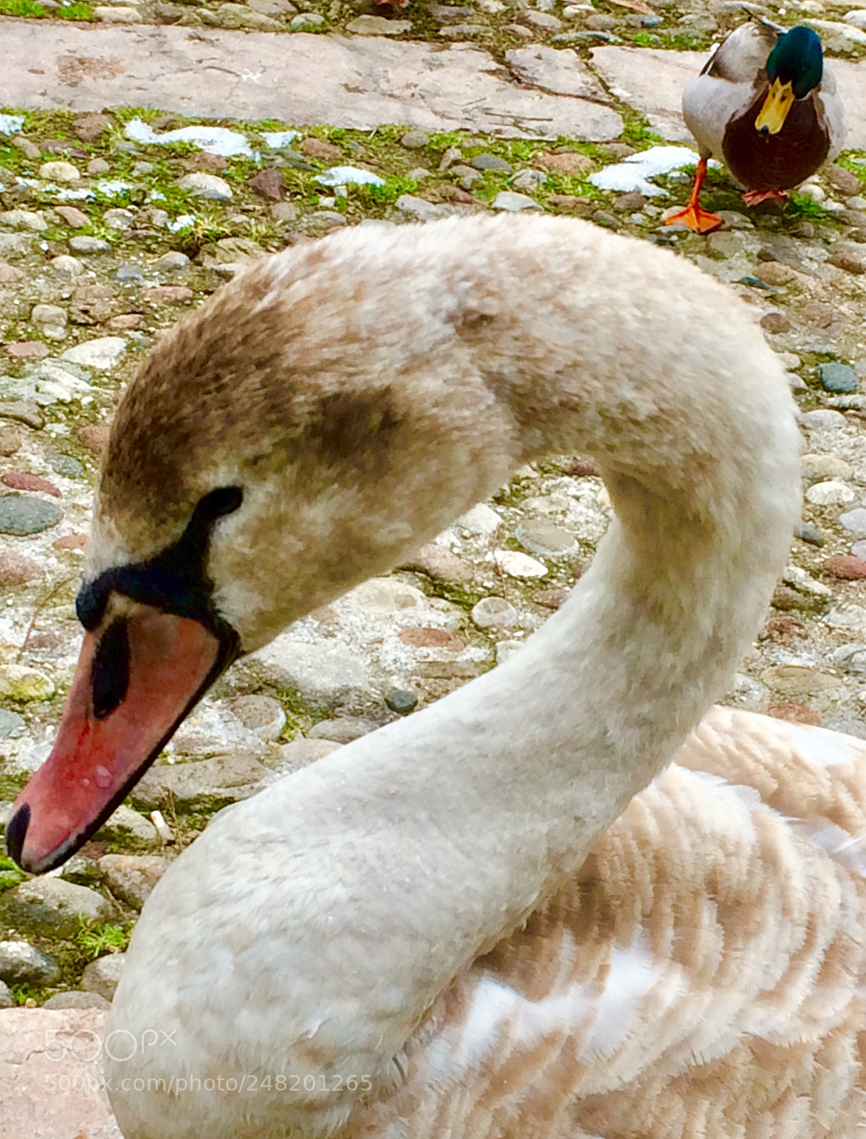 Apple iPhone 5s sample photo. Swan, nature photography