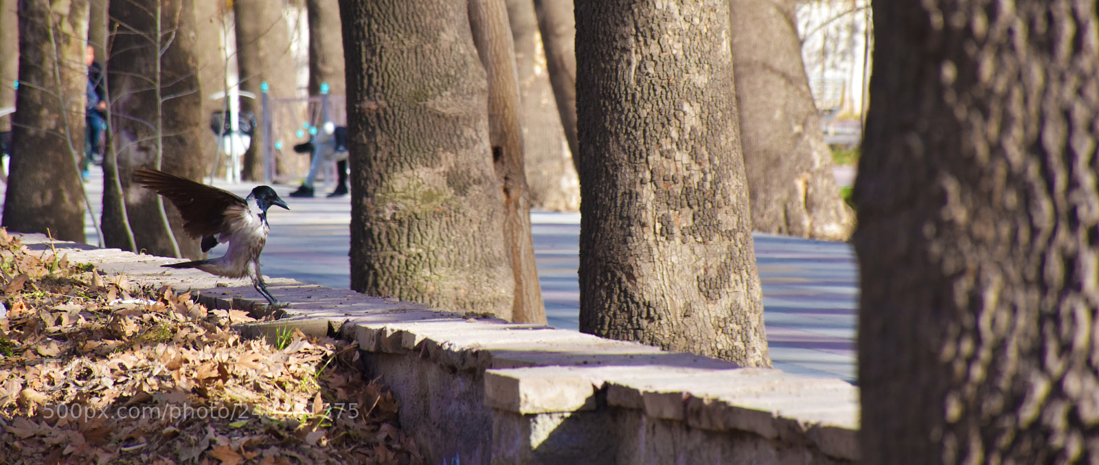 Nikon D5600 sample photo. Birds photography