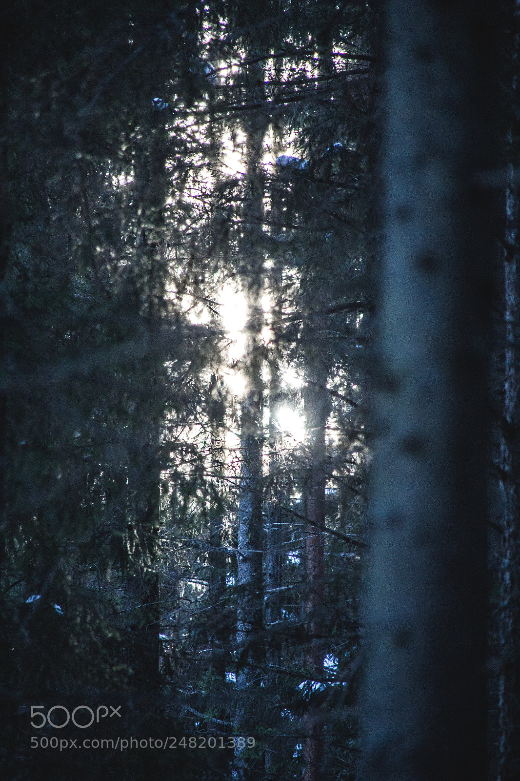 Canon EOS 600D (Rebel EOS T3i / EOS Kiss X5) sample photo. Forest of dream photography