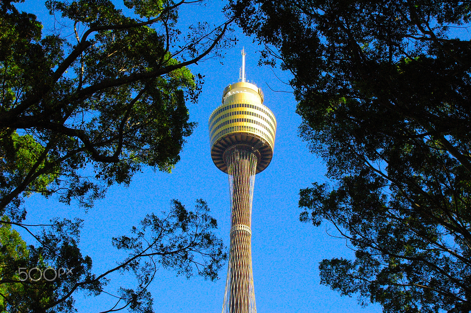 AF Zoom-Nikkor 35-80mm f/4-5.6D N sample photo. Tower within the trees photography