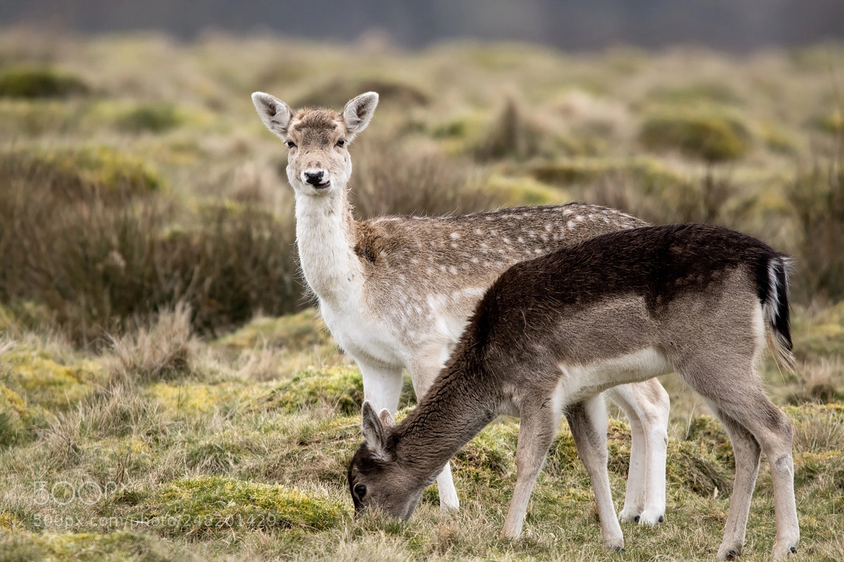 Nikon D7100 sample photo. Petworth park deer photography
