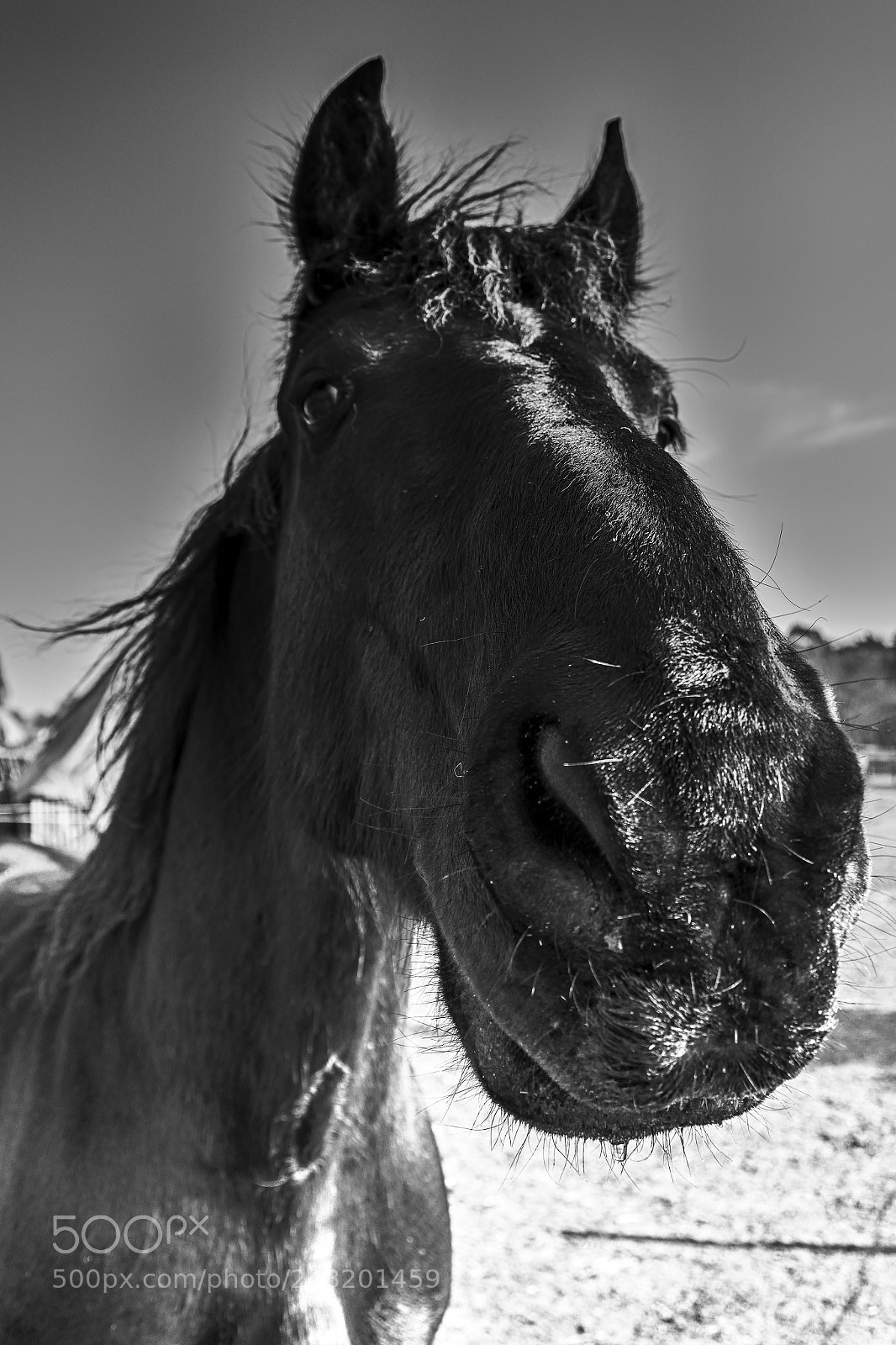 Nikon D7200 sample photo. Nosy... photography