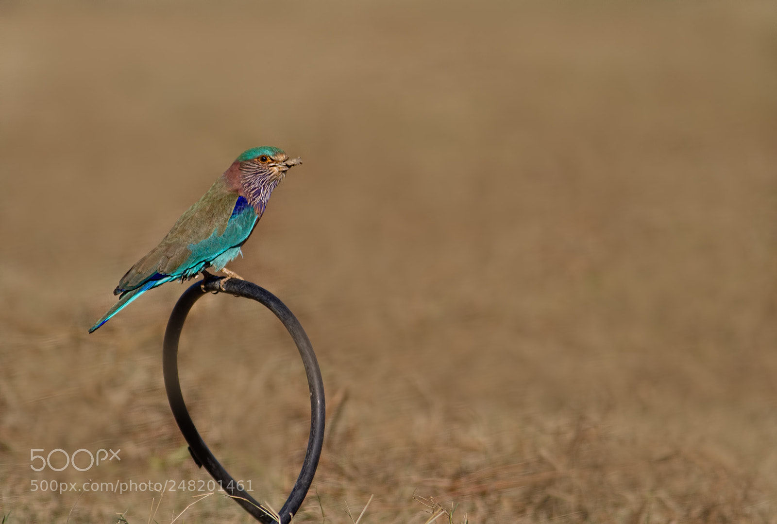 Canon EOS 7D sample photo. Indian roller... photography