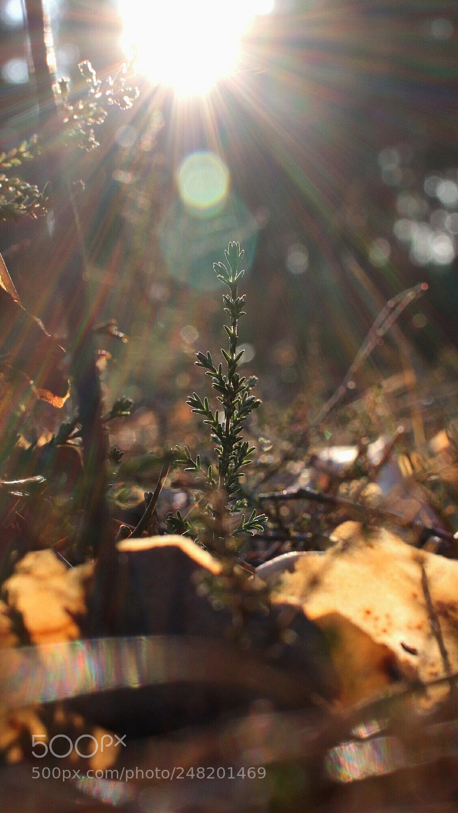 Canon EOS 77D (EOS 9000D / EOS 770D) sample photo. Untitled photography