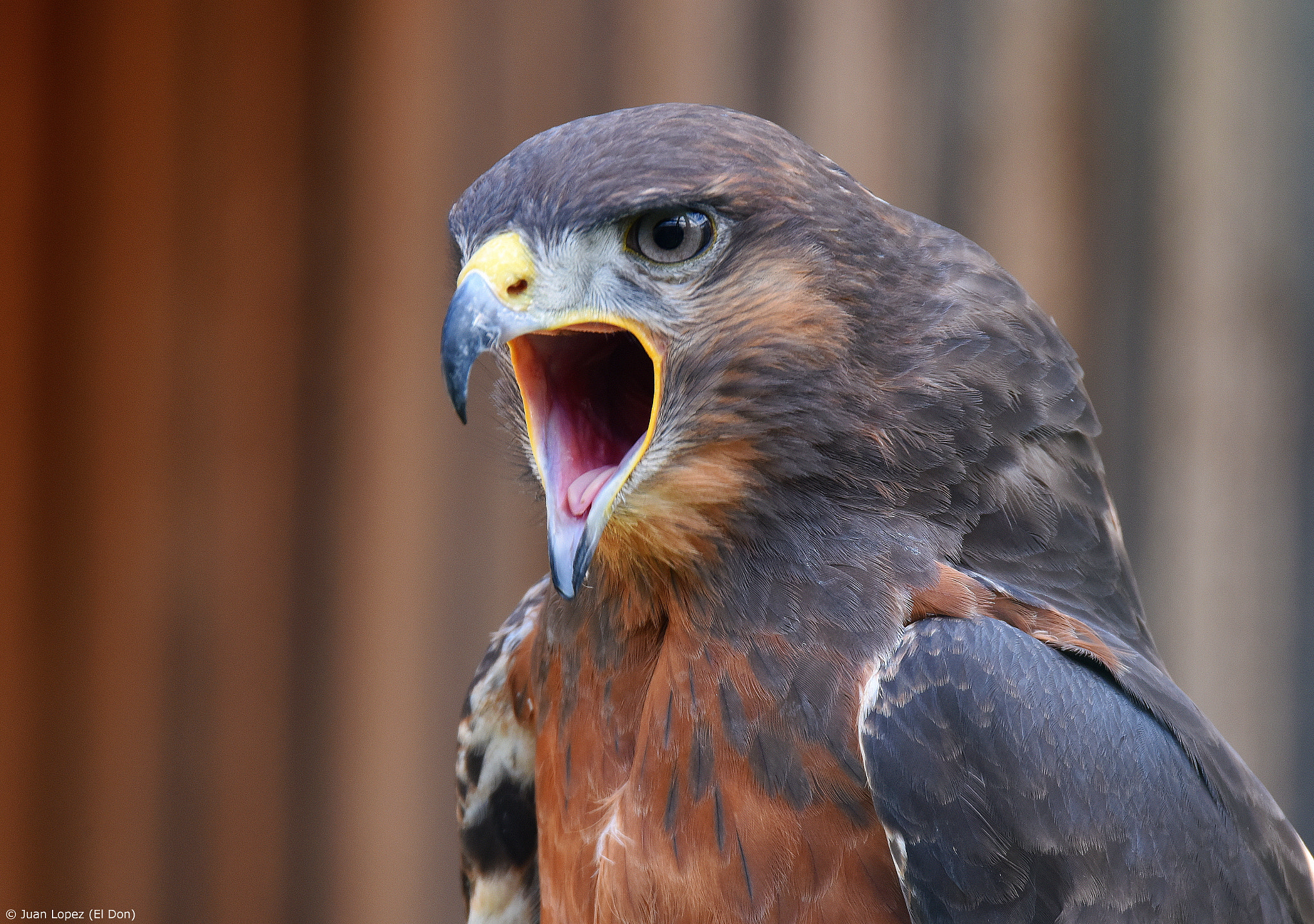 Sigma 150-600mm F5-6.3 DG OS HSM | S sample photo. Scream out...!!! photography