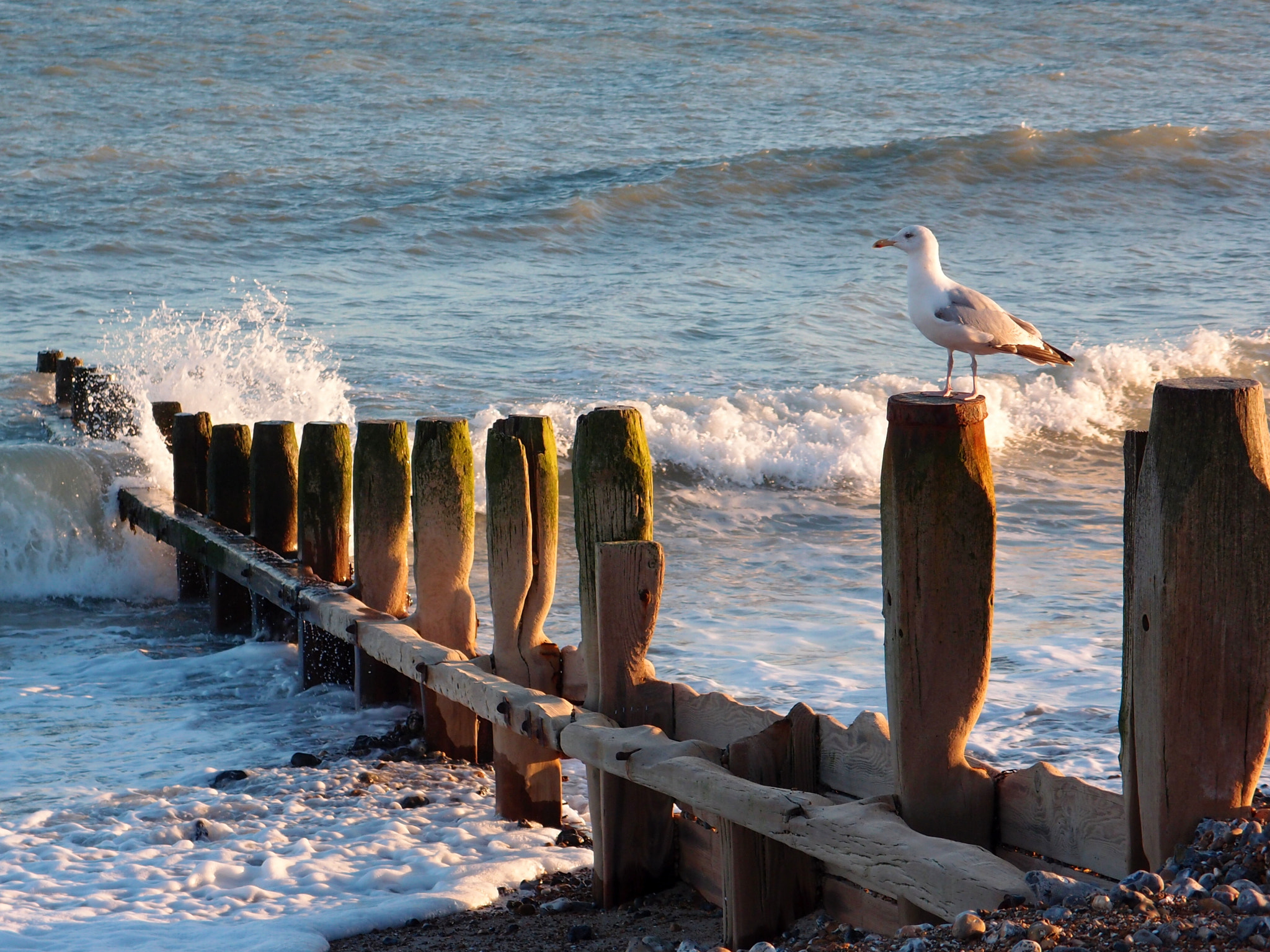 Olympus XZ-1 sample photo. Seagull on the groyne photography