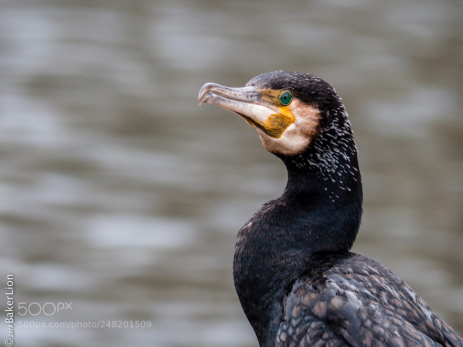 Panasonic Lumix DC-G9 sample photo. Cormorant  photography