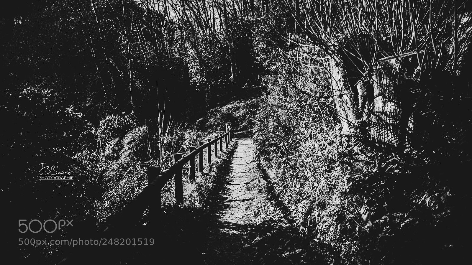 Sony Alpha DSLR-A200 sample photo. Into the woods photography
