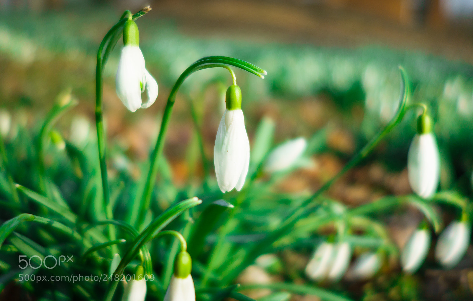 Sony Cyber-shot DSC-RX100 II sample photo. First in spring photography