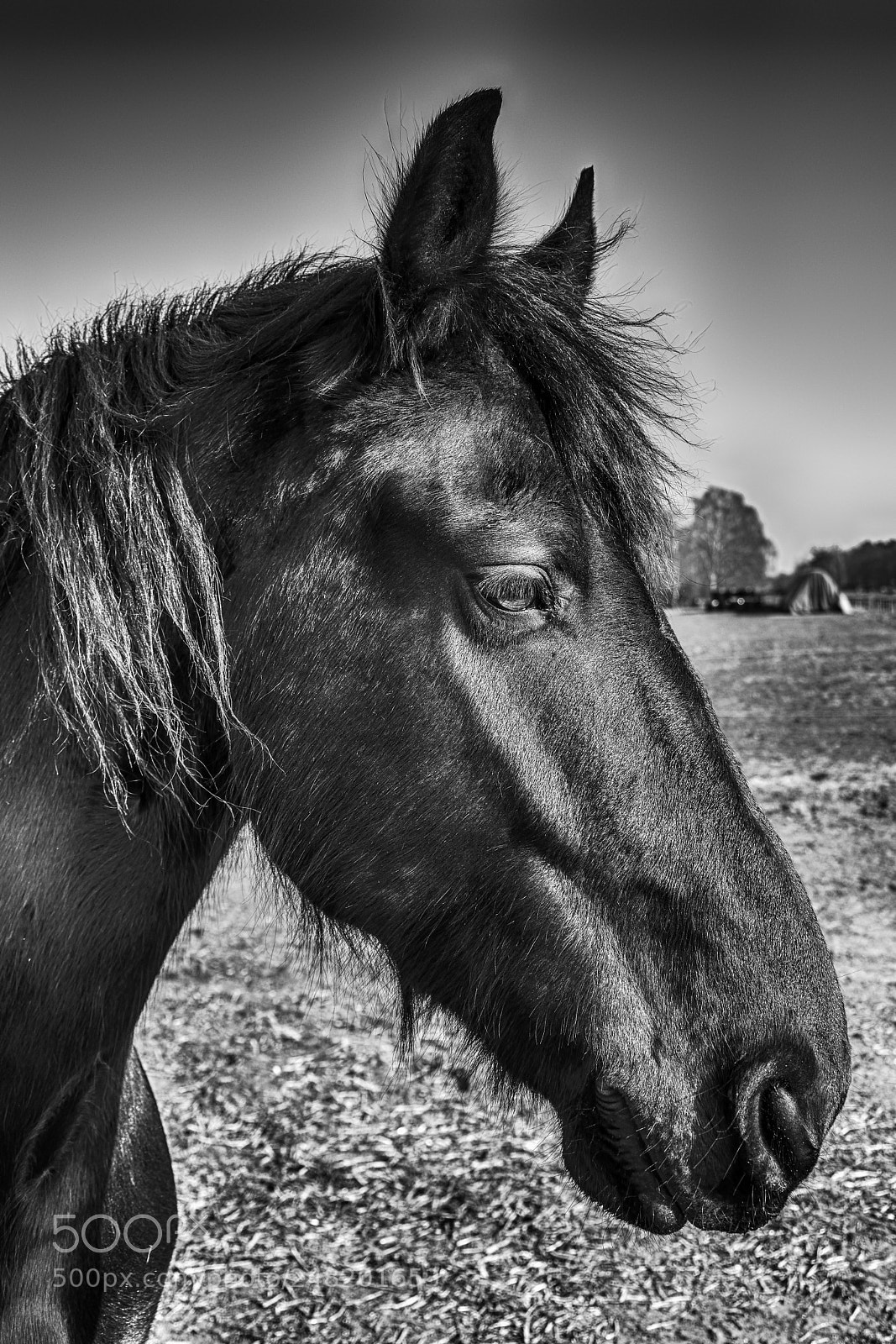 Nikon D7200 sample photo. Black beauty photography