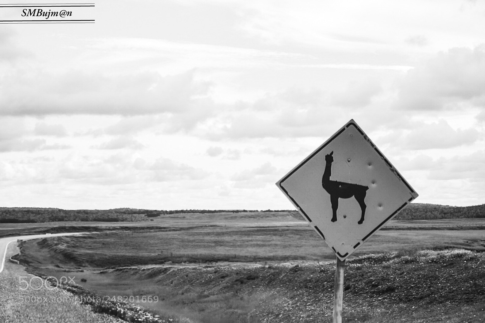 Nikon D5300 sample photo. Cuidado guanaco photography
