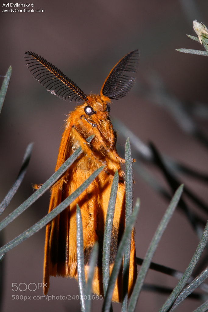 Canon EOS 80D sample photo. Cool moth photography