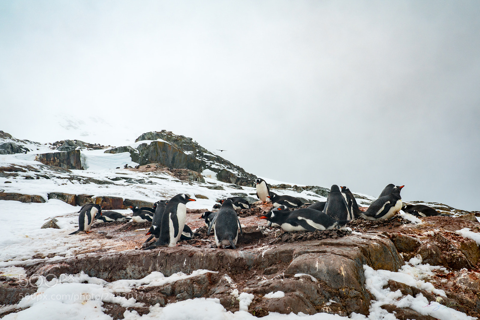 Sony a7R II sample photo. Antarctica expedition photography