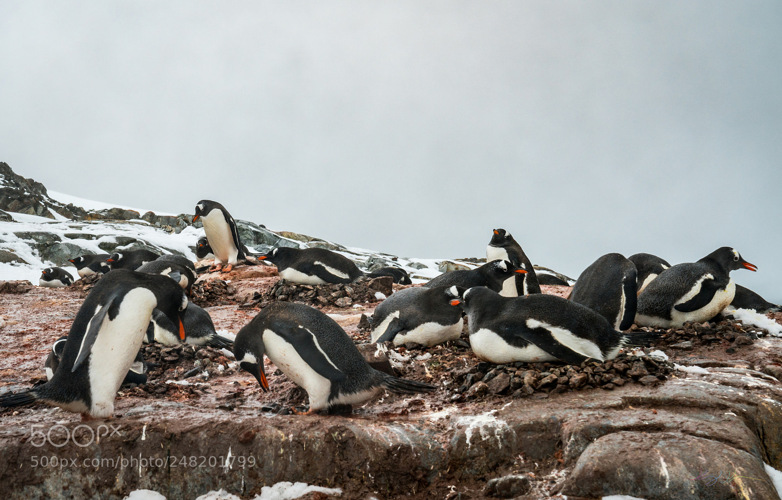 Sony a7R II sample photo. Antarctica expedition photography