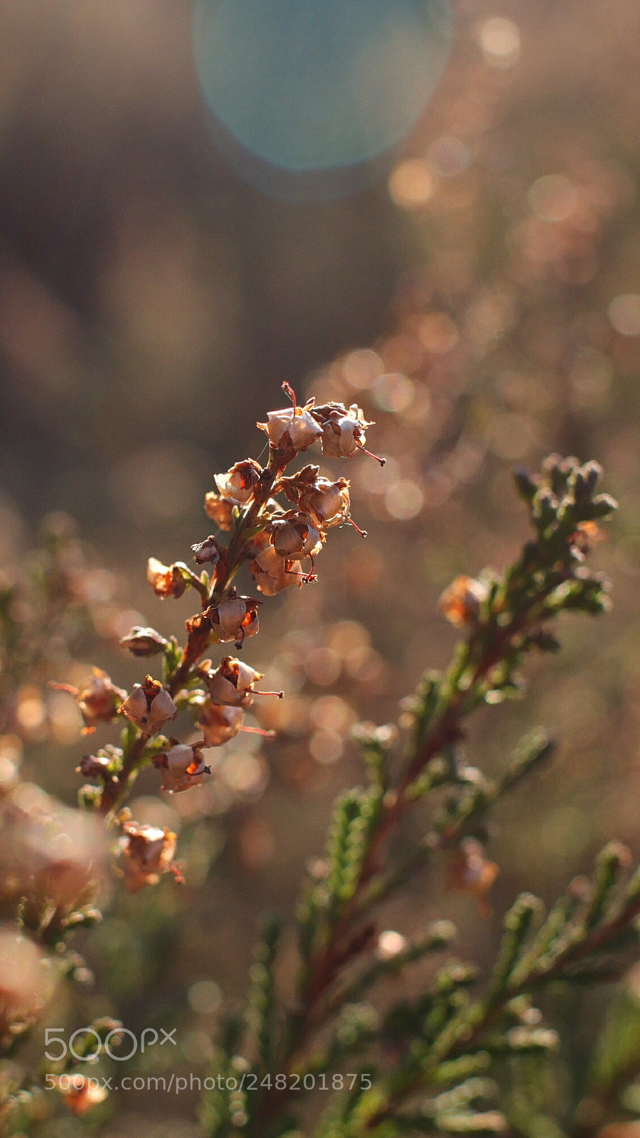 Canon EOS 77D (EOS 9000D / EOS 770D) sample photo. Untitled photography