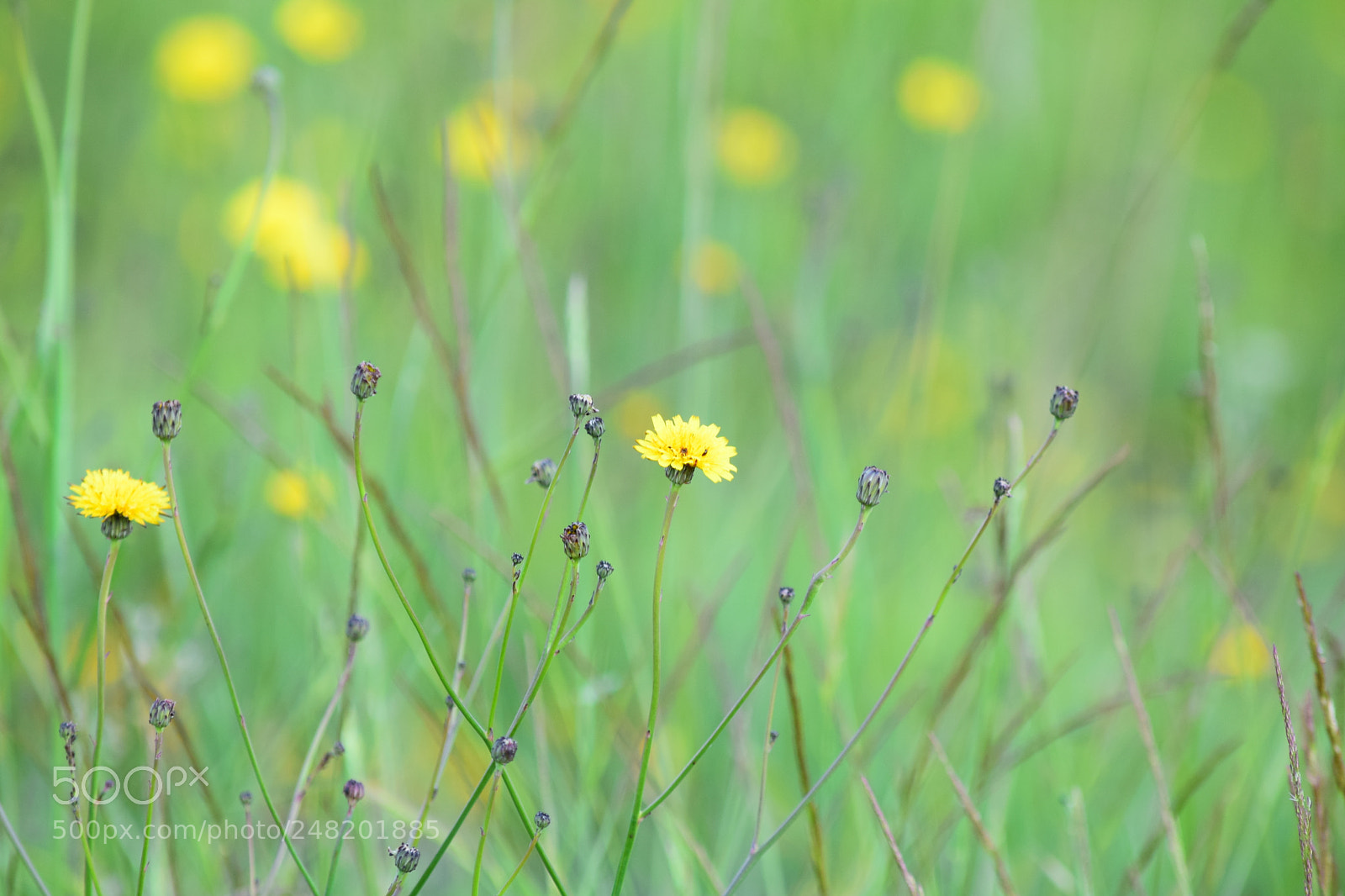 Nikon D5300 sample photo. Flores amarillas photography