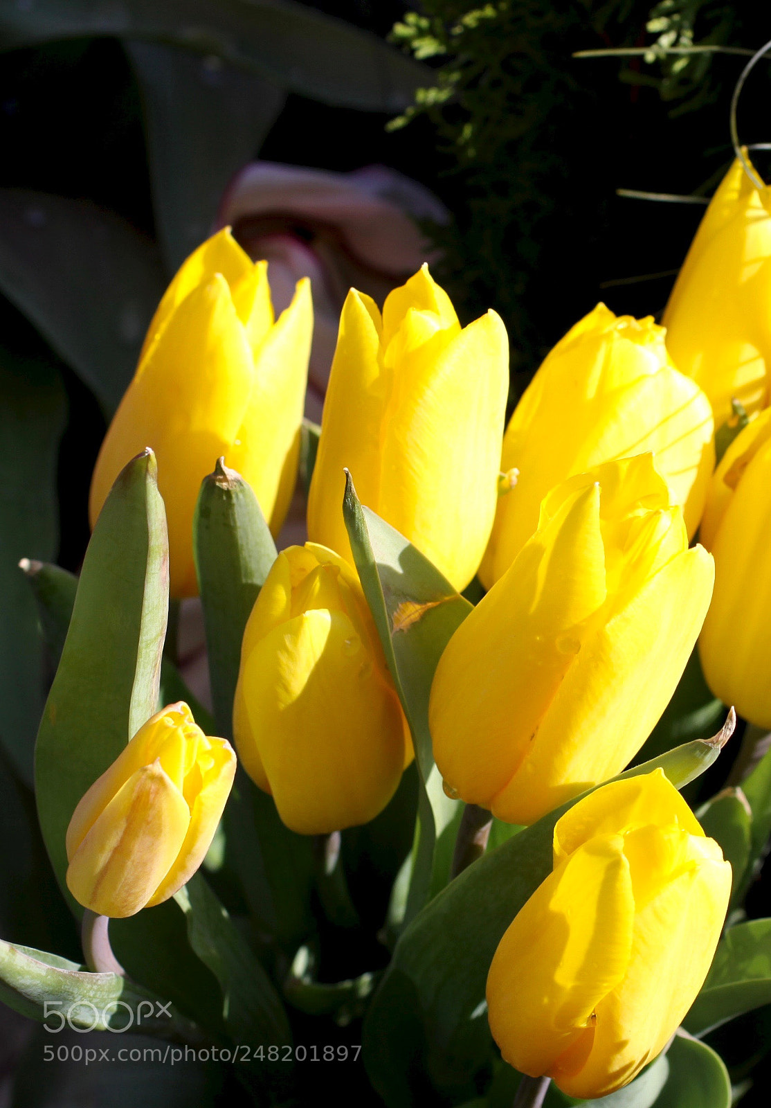 Canon EOS 50D sample photo. (')(')(')(') photography