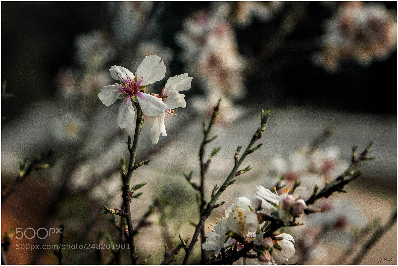 Nikon D5300 sample photo. The coming of the photography