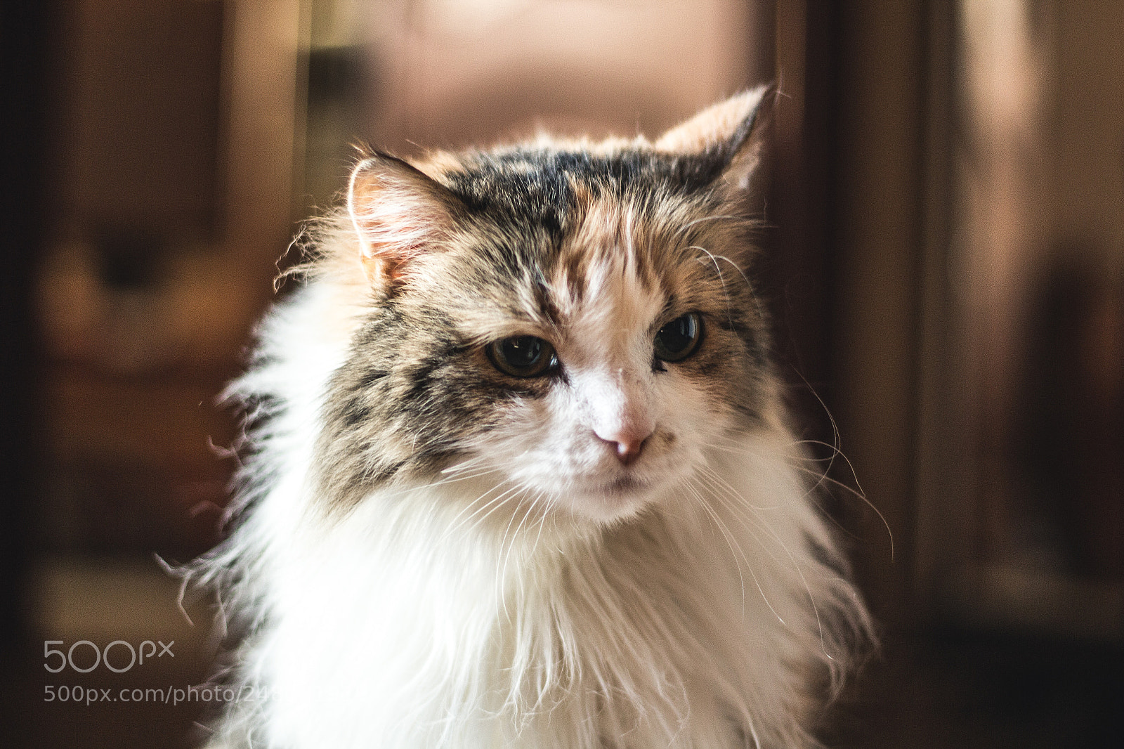 Canon EOS 600D (Rebel EOS T3i / EOS Kiss X5) sample photo. Dusya cat photography