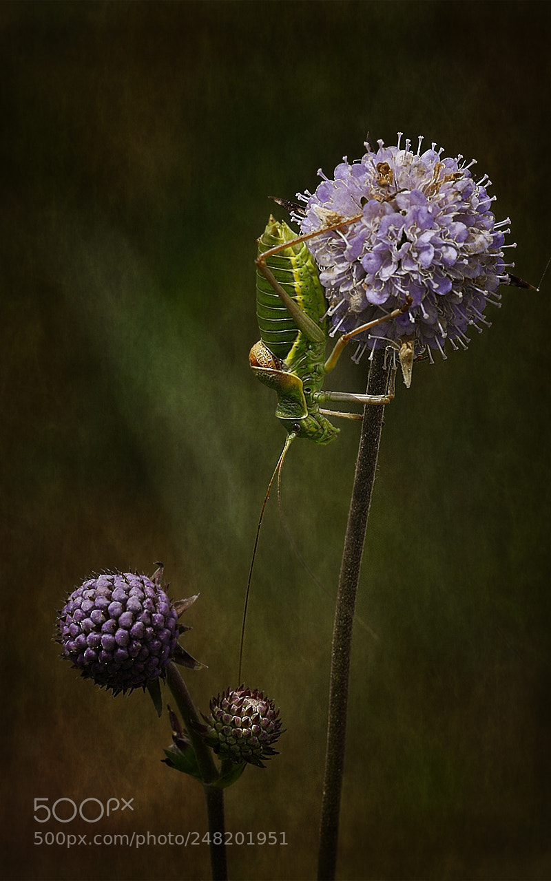 Canon EOS 40D sample photo. Grasshopper photography