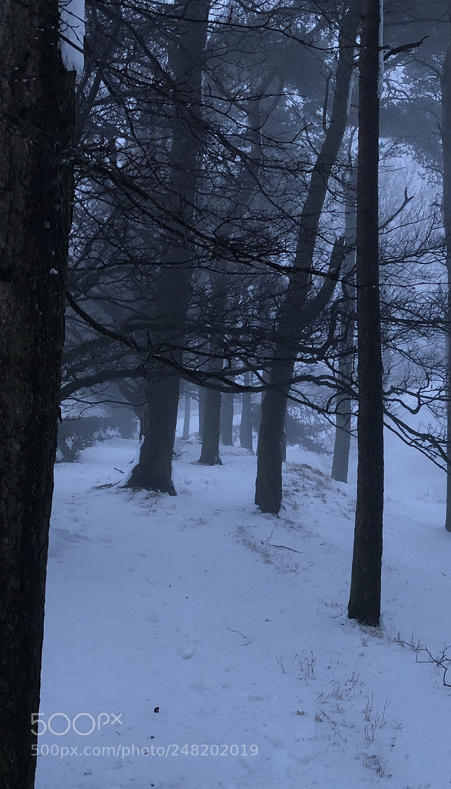 Apple iPhone X sample photo. Black forest photography