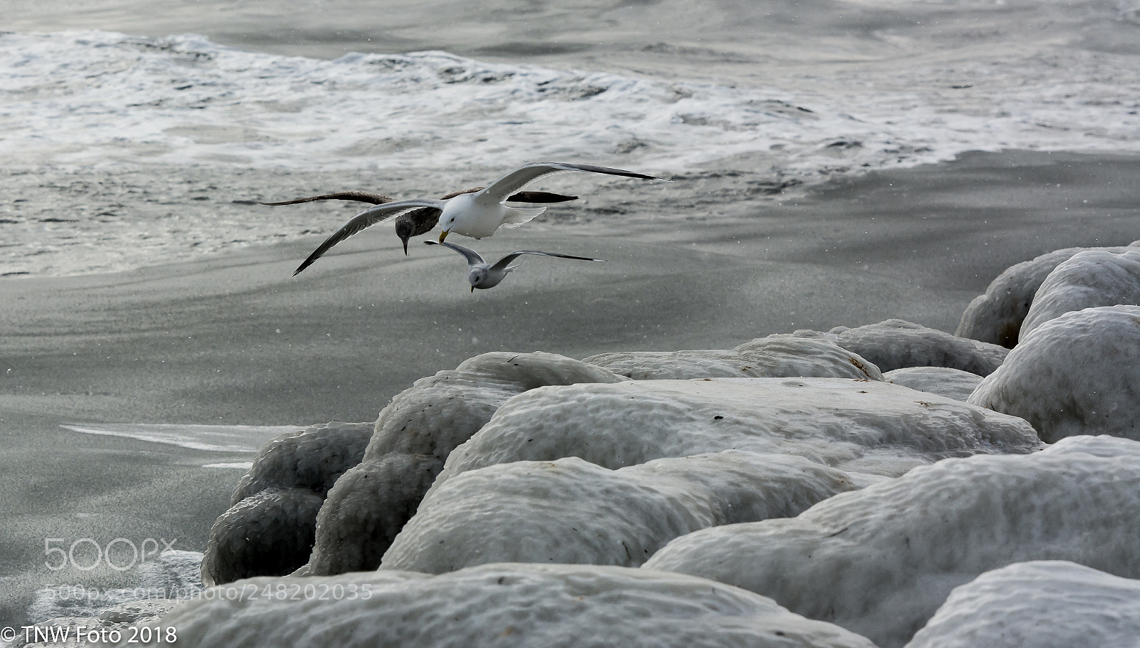 Nikon D7100 sample photo. Birds and ice photography