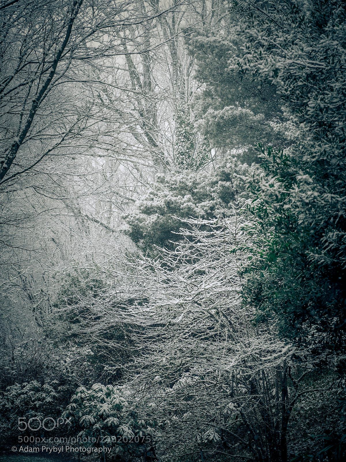 Olympus OM-D E-M5 II sample photo. Crisp photography