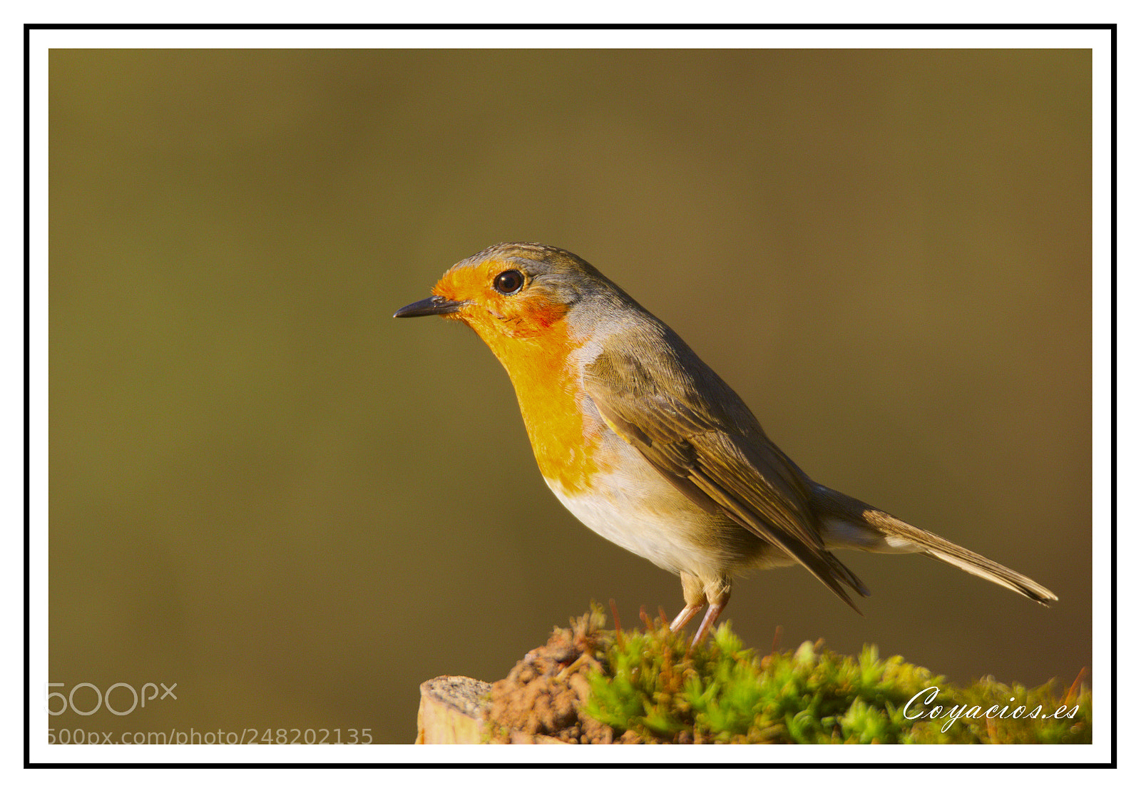 Canon EOS 7D Mark II sample photo. Petirrojo (erithacus rebecula) photography