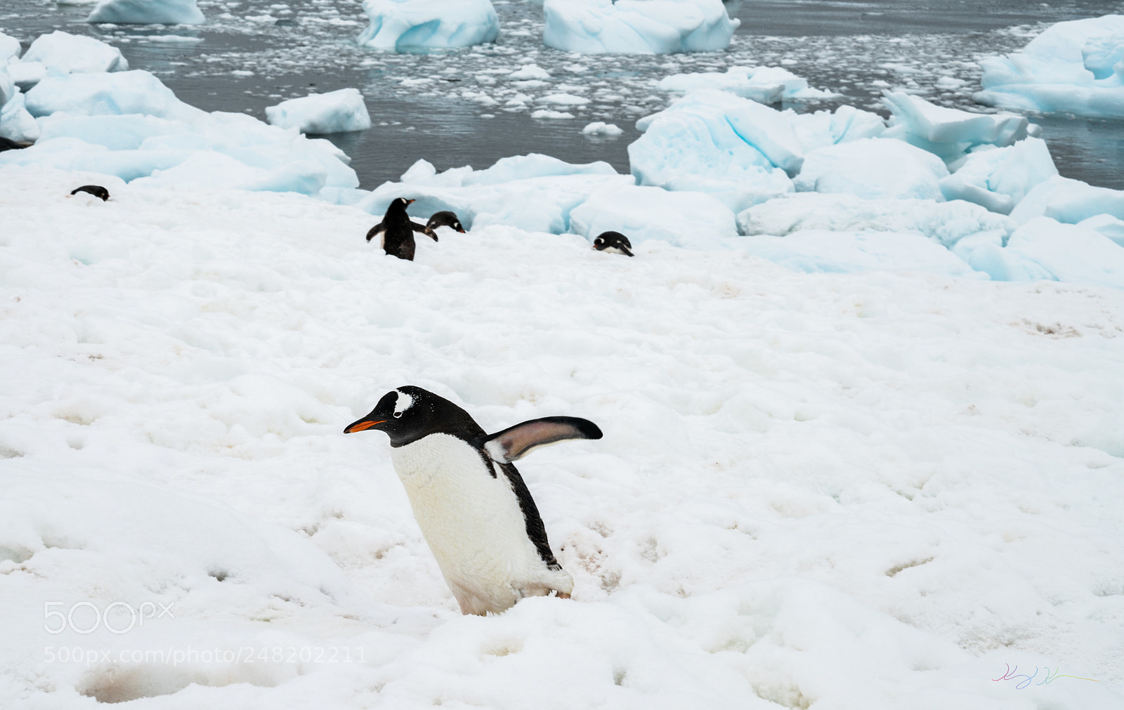Sony a7R II sample photo. Antarctica expedition photography