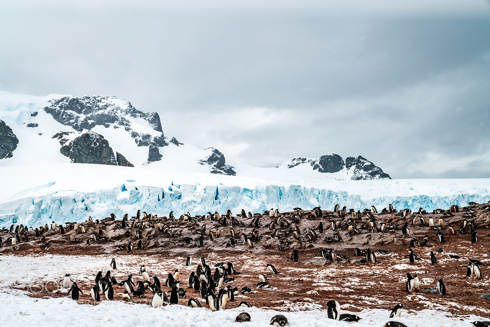 Sony a7R II sample photo. Antarctica expedition photography
