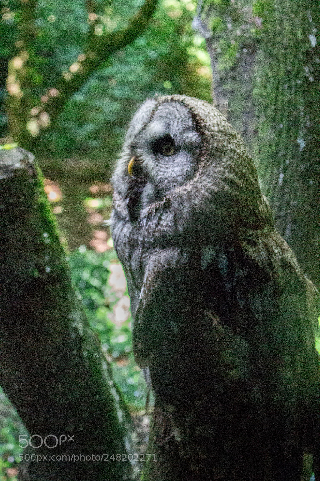Canon EOS 700D (EOS Rebel T5i / EOS Kiss X7i) sample photo. Great grey owl photography